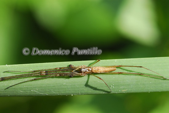 Tetragnatha sp.